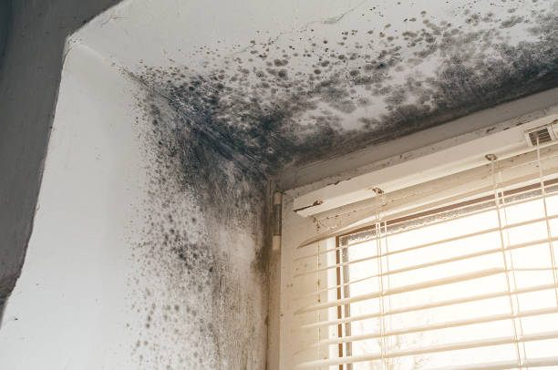 Affordable Attic Mold Remediation solutions in Columbia, KY
